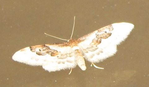 Xanthorhoe montanata? No, Idaea rusticata - Geometridae